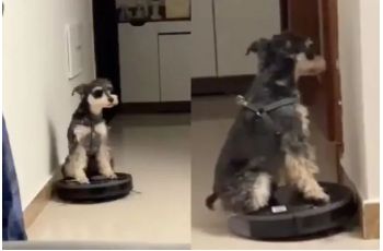 狗子把扫地机器人当“代步车”，网友笑喷：它好淡定啊！